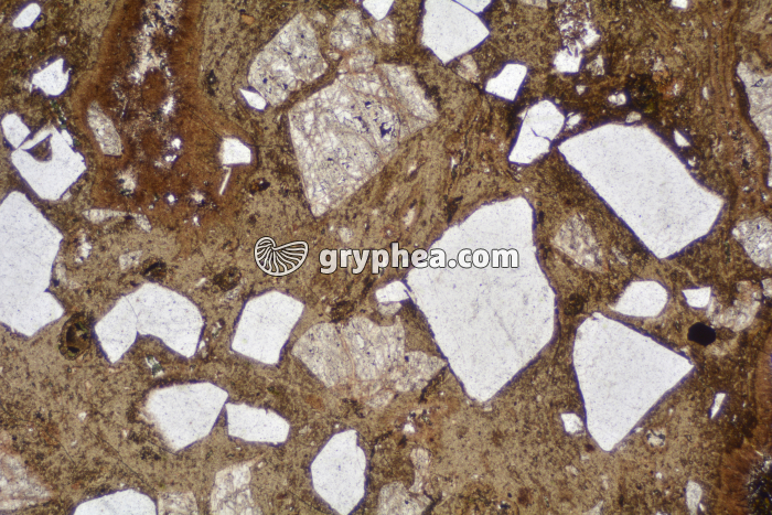 Rhyolite LPNA x6,3 - gryphea.com